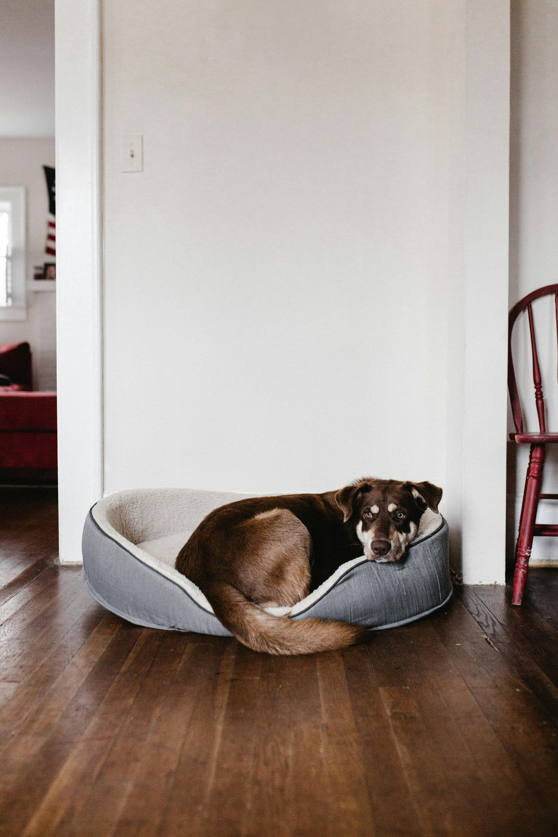 Affordable Orthopedic Beds for Senior Dogs - Franklin's Pet Boutique