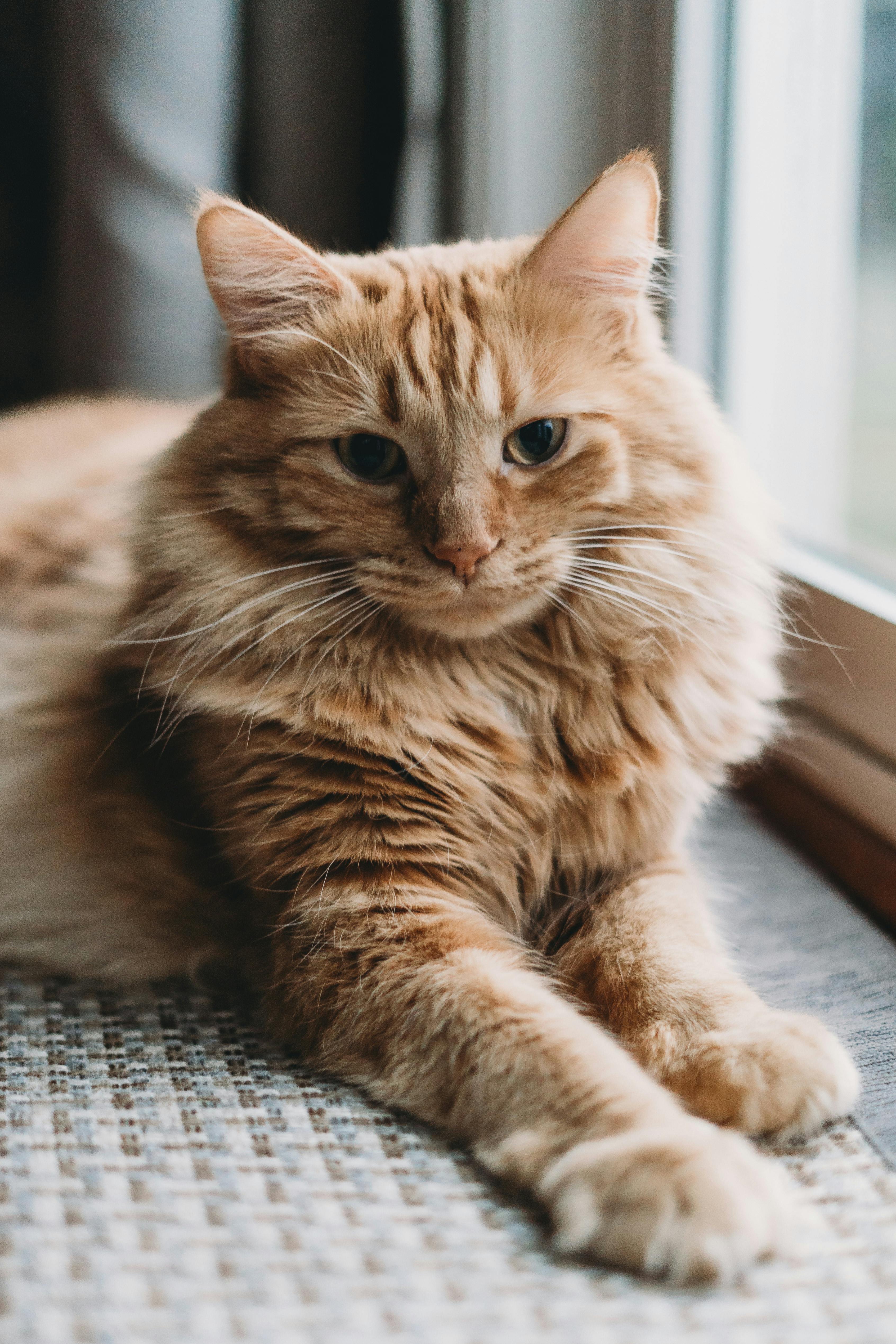 Cat Behavior: Why Do They Knead? - Franklin's Pet Boutique