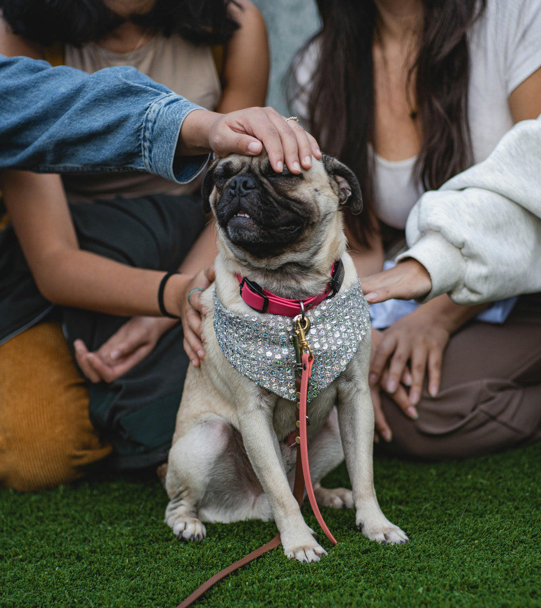 Choosing the Right Harness for Small Dogs - Franklin's Pet Boutique