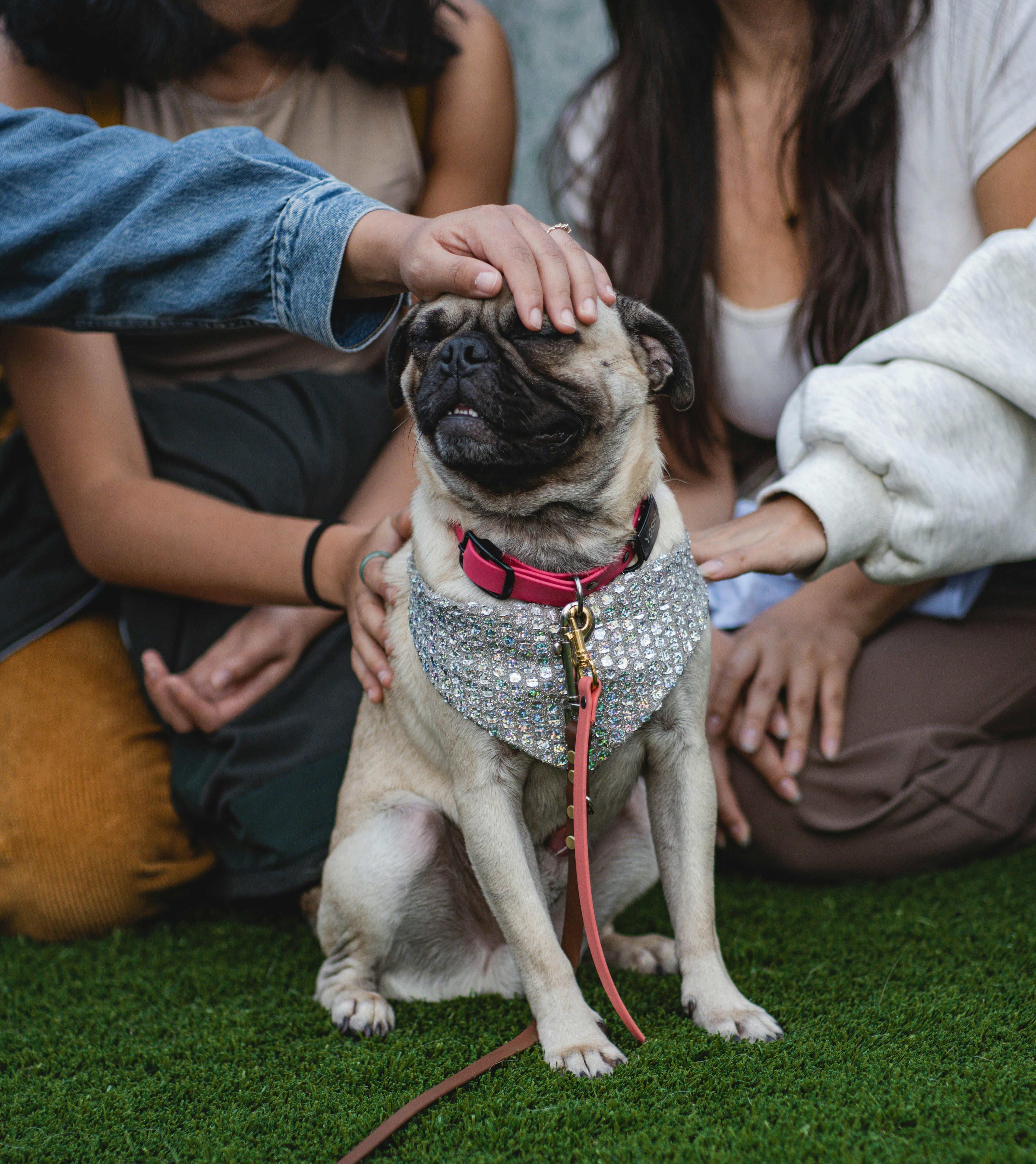 Choosing the Right Harness for Small Dogs - Franklin's Pet Boutique