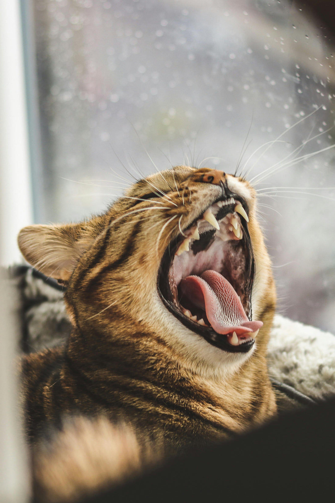 Do Pets Get Bored at Home Alone? - Franklin's Pet Boutique