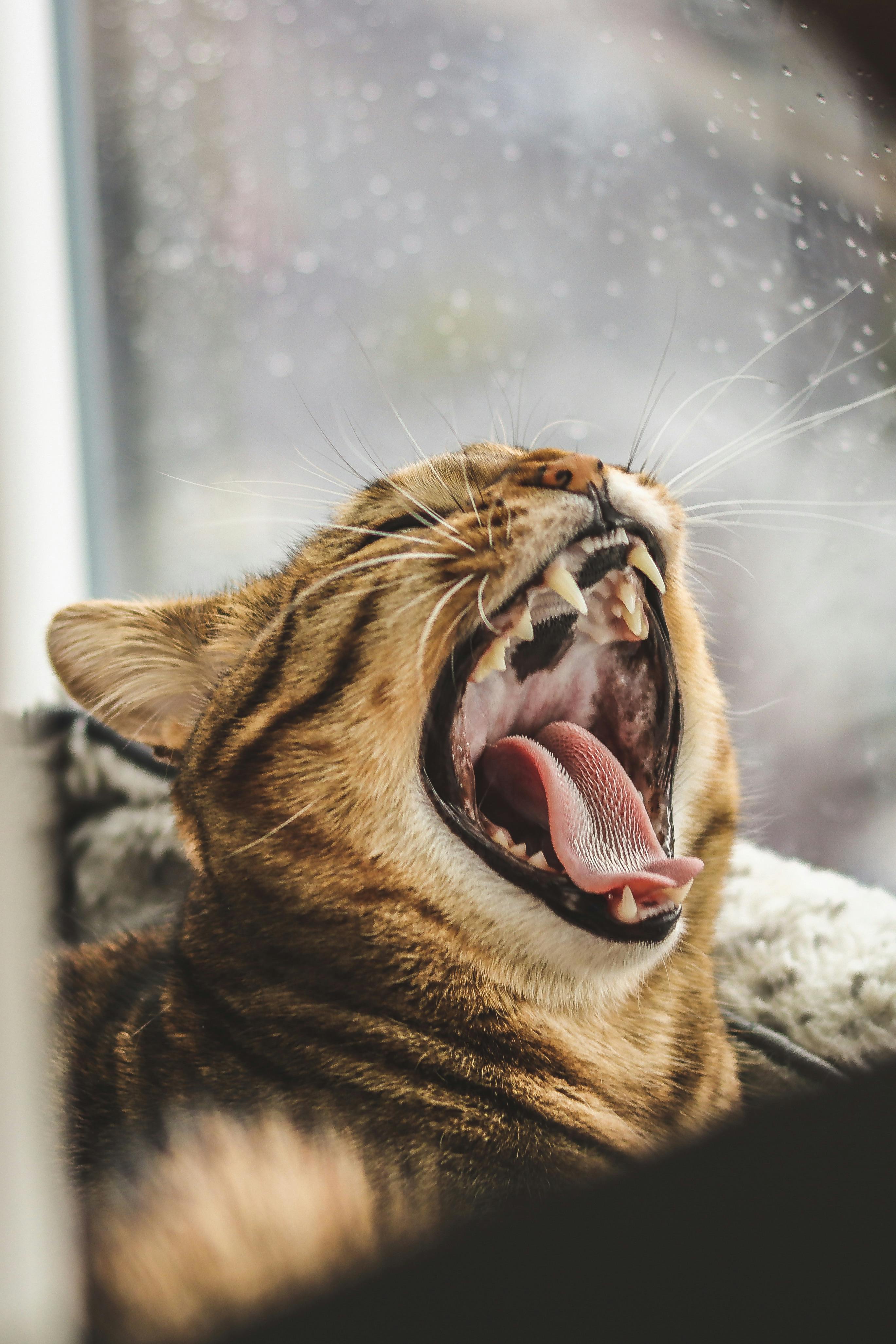 Do Pets Get Bored at Home Alone? - Franklin's Pet Boutique