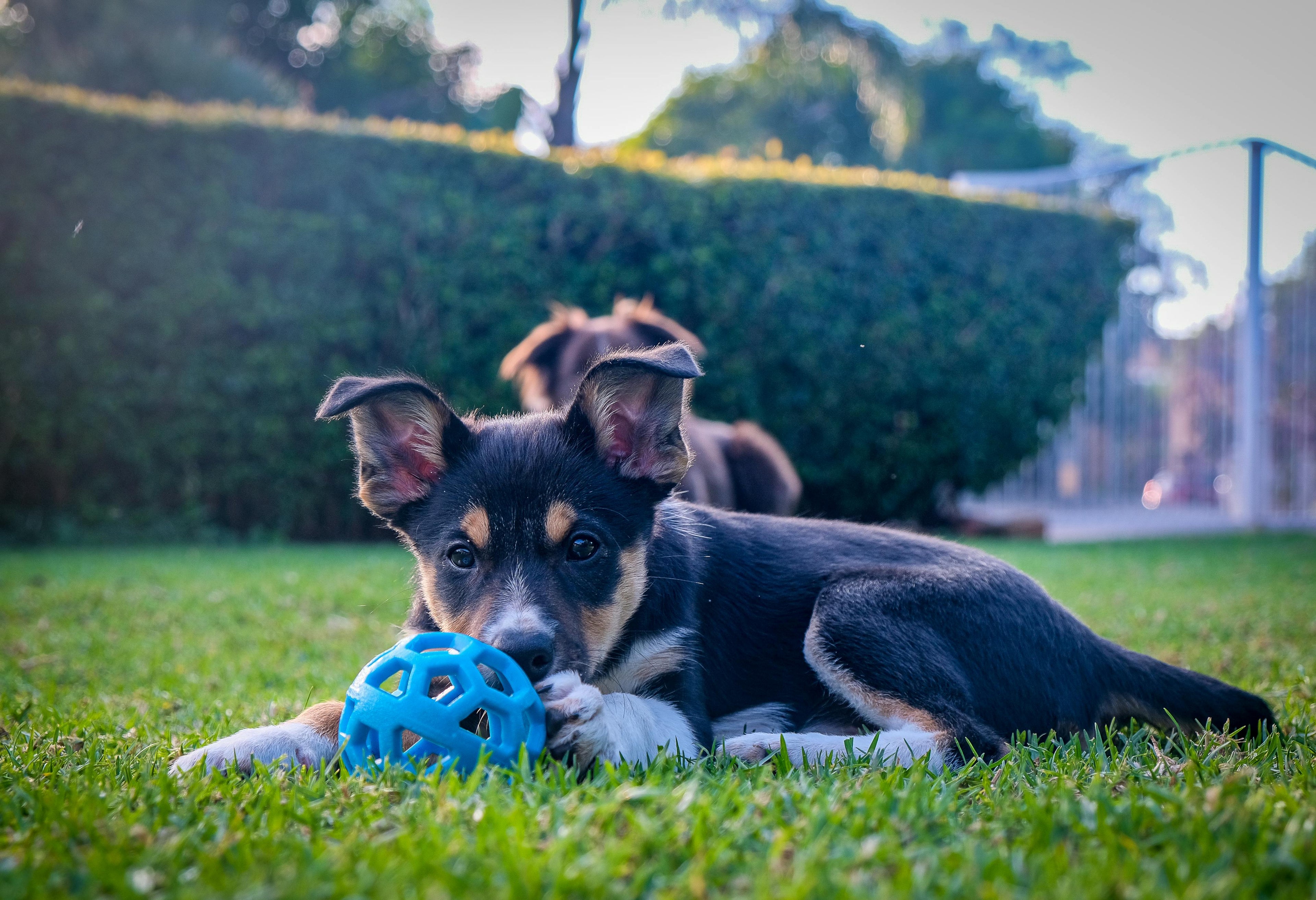 Dog Toys That Last: Heavy Chewers Approved - Franklin's Pet Boutique
