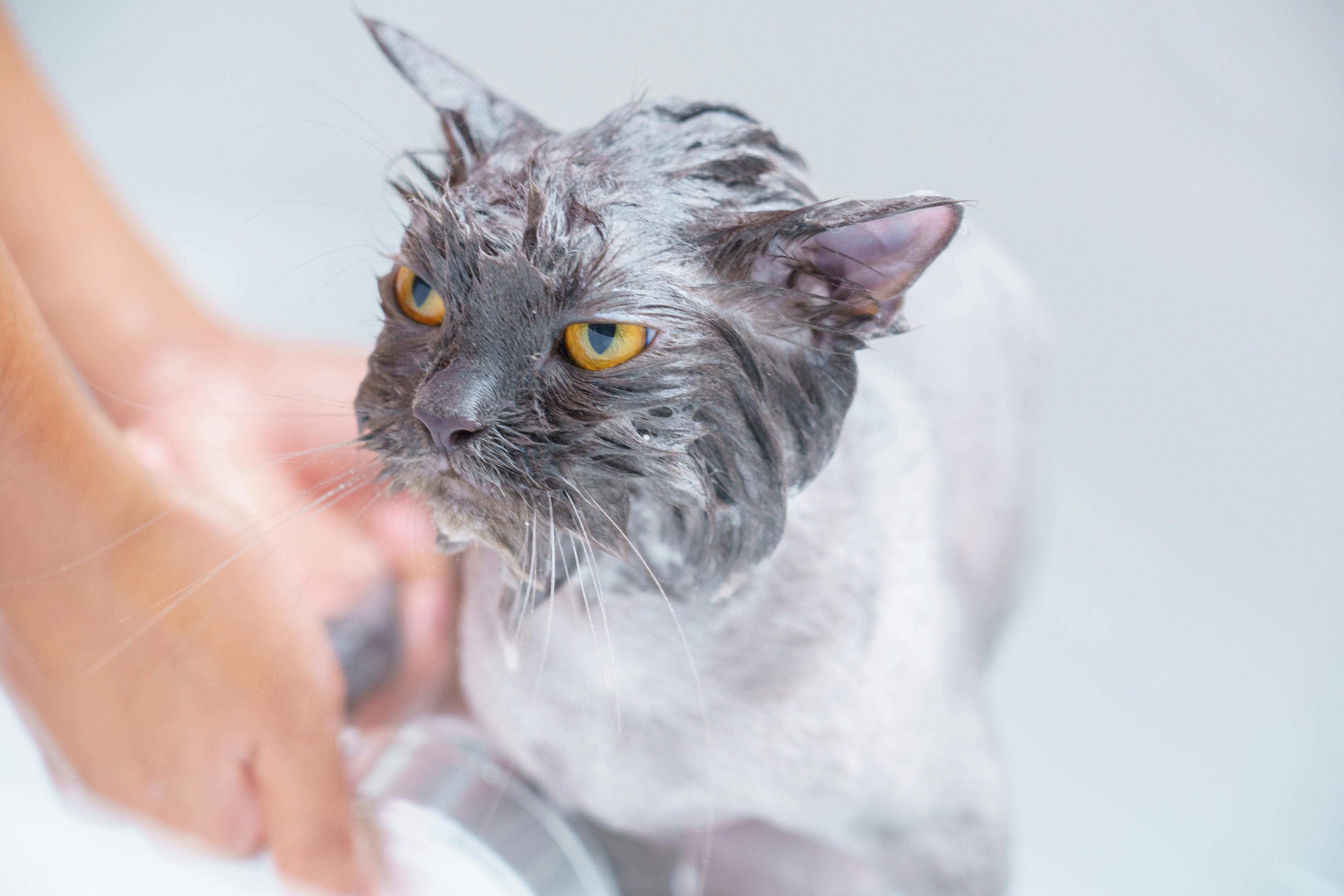 How Often Should You Bathe a Cat? - Franklin's Pet Boutique