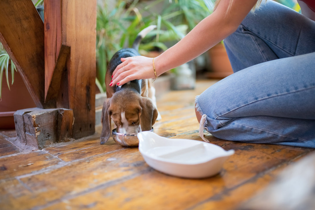 How to Feed Your Puppy Properly - Franklin's Pet Boutique