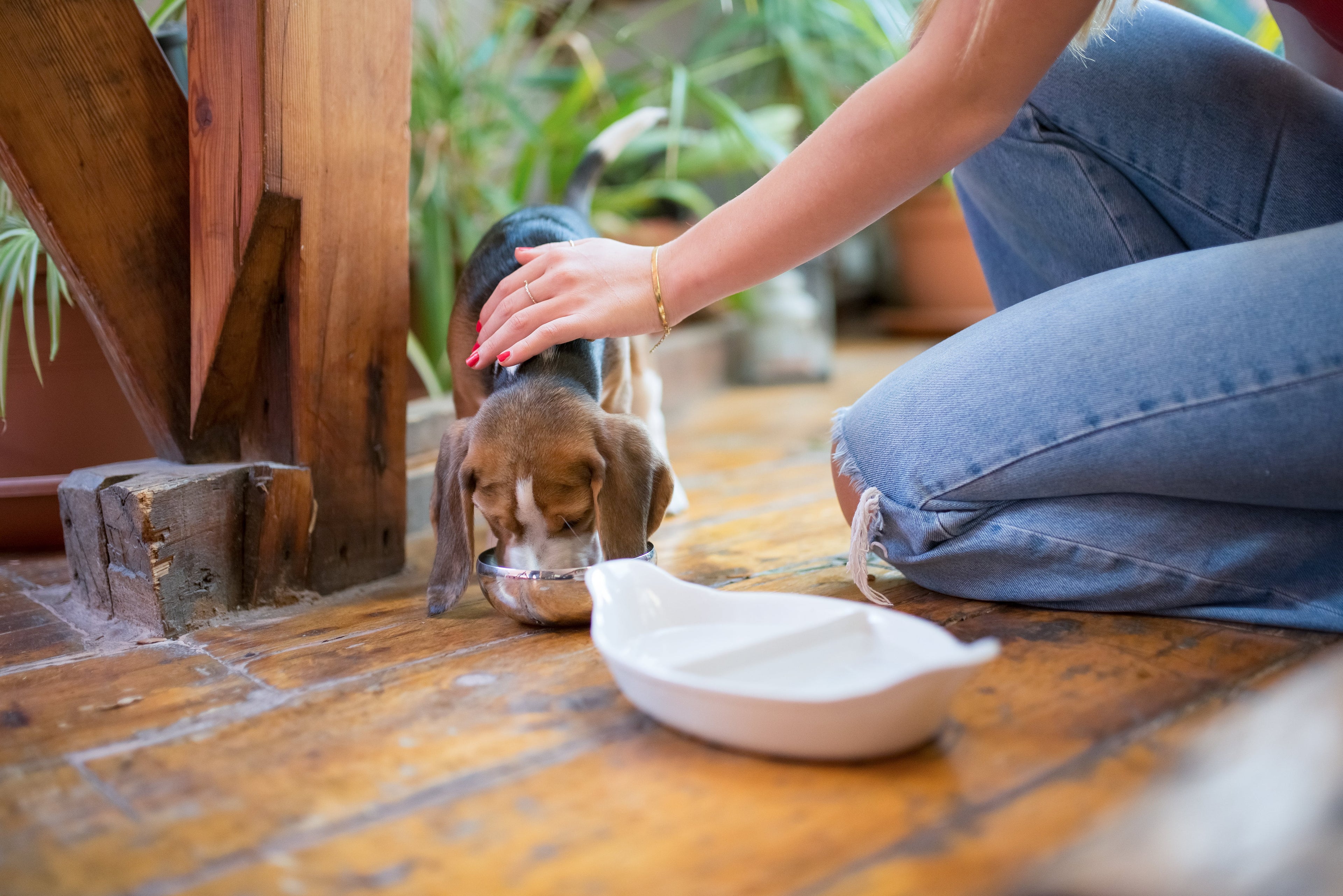 How to Feed Your Puppy Properly - Franklin's Pet Boutique