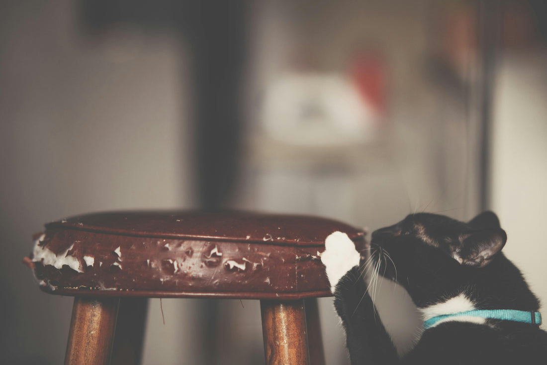 How to Stop Cats from Scratching Furniture - Franklin's Pet Boutique