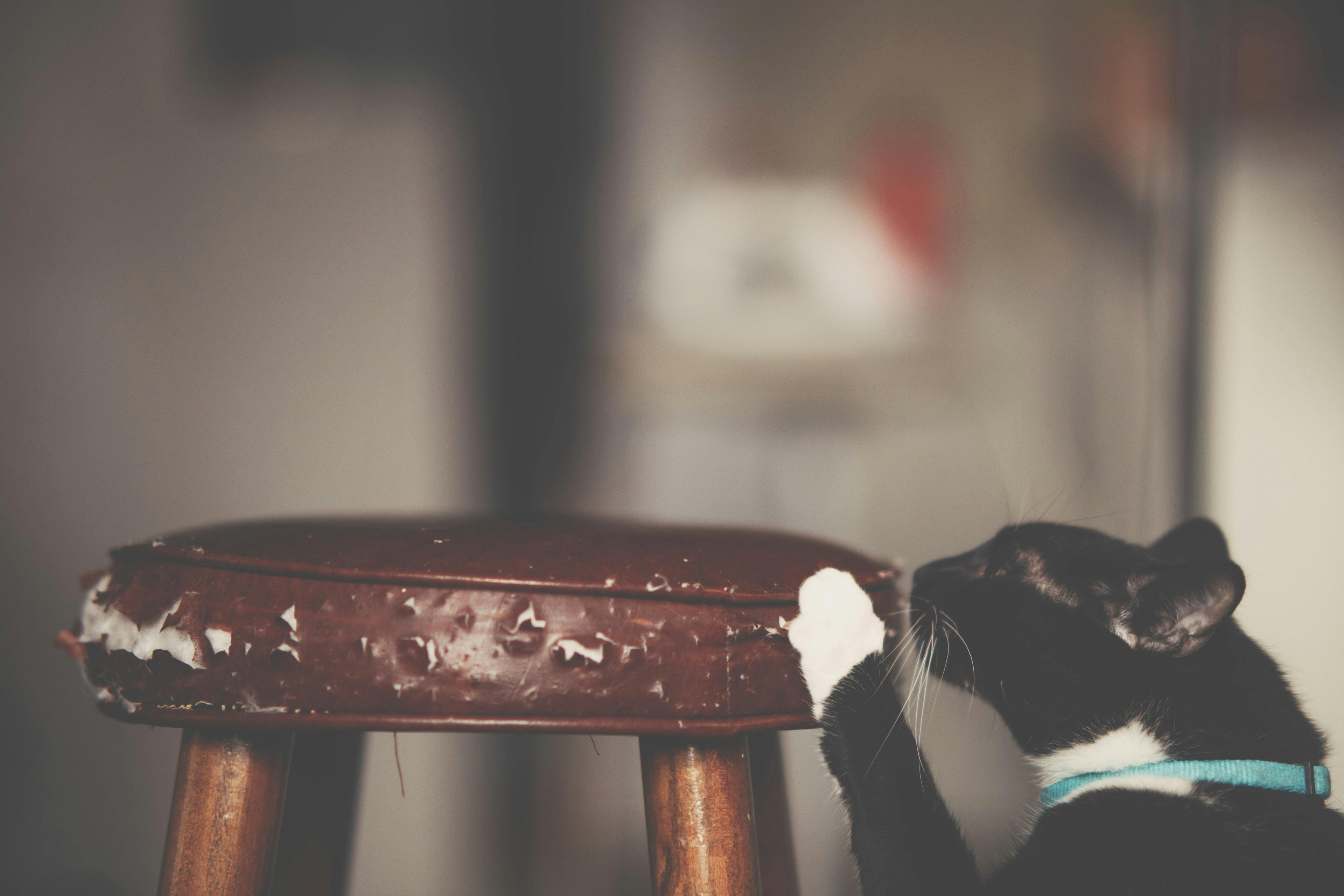 How to Stop Cats from Scratching Furniture - Franklin's Pet Boutique