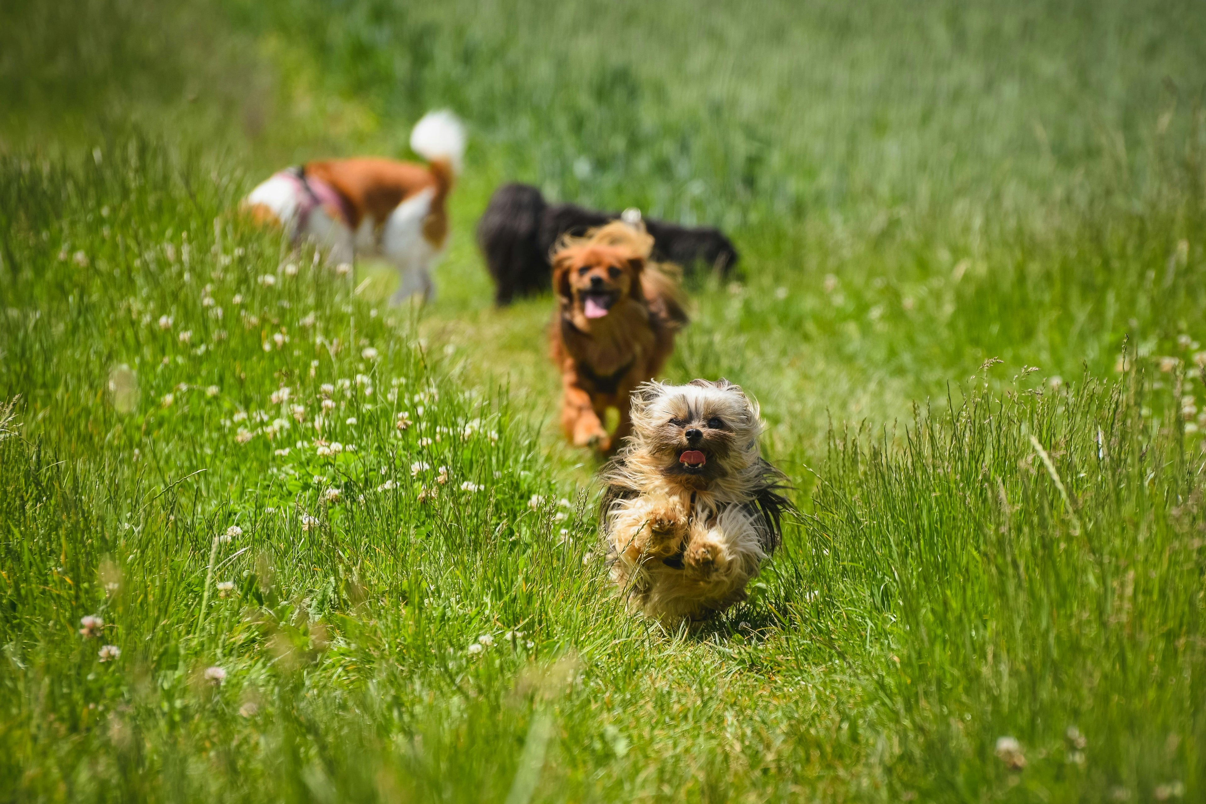 Dogs running and playing on green grass, enjoying outdoor summer fun safely.