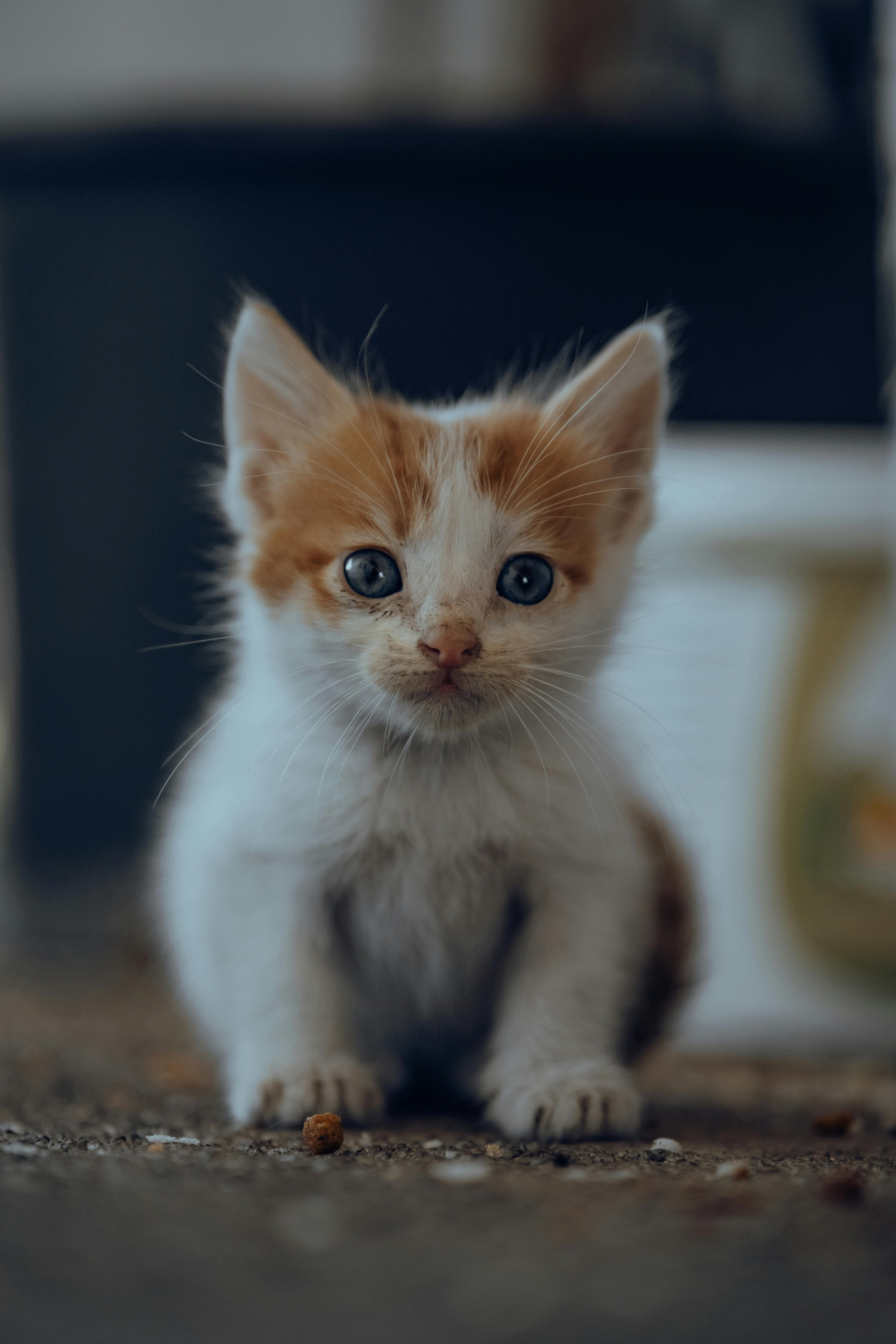Adorable kitten sitting and staring curiously, showing alertness and inquisitive behavior.
