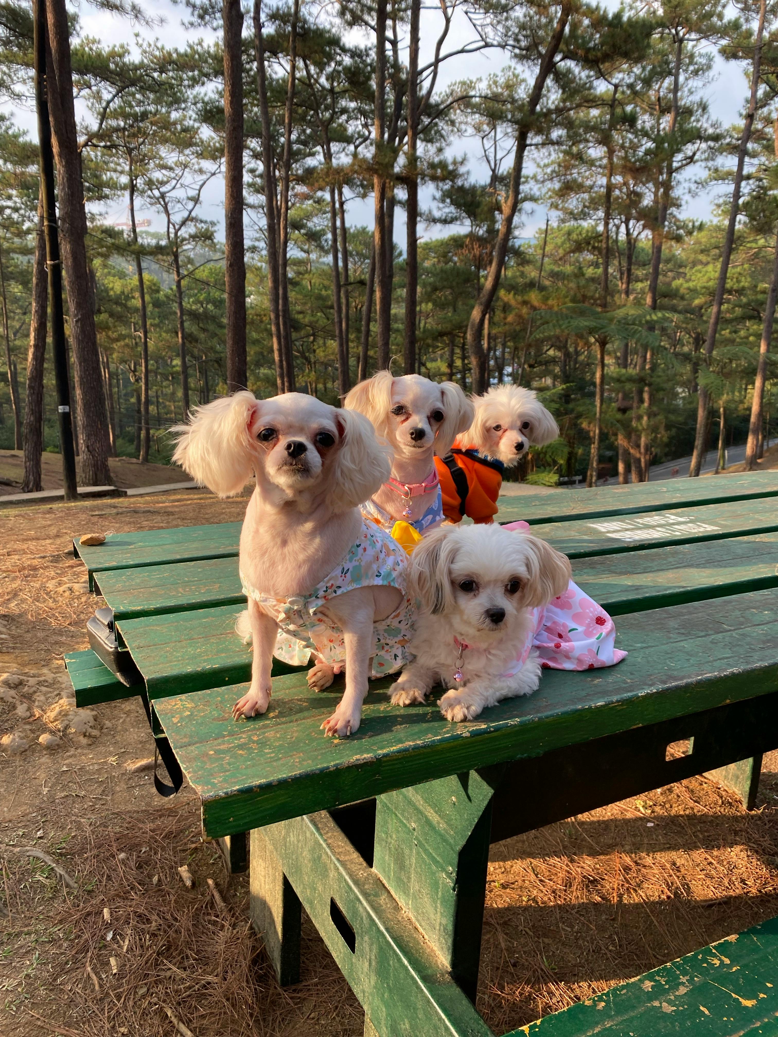 Dogs playing together at a dog park while owners supervise, demonstrating good dog park etiquette and safe socialization.