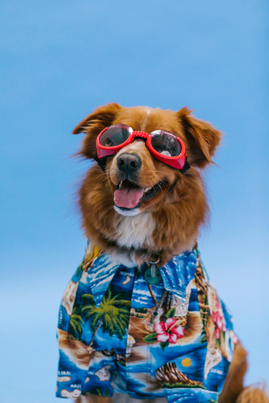 Dog outdoors wearing sunglasses and a shirt, enjoying a fun and stylish summer adventure.