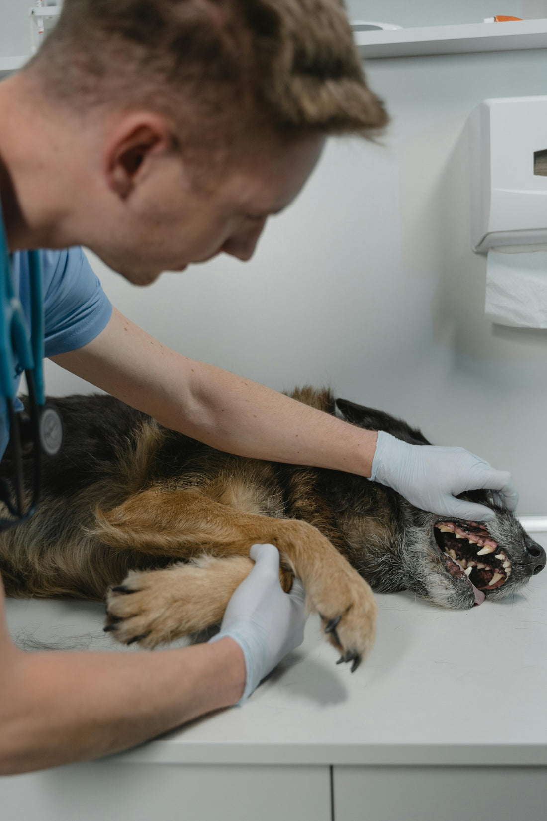 Dog at the veterinarian for a check-up, ensuring health and dental care
