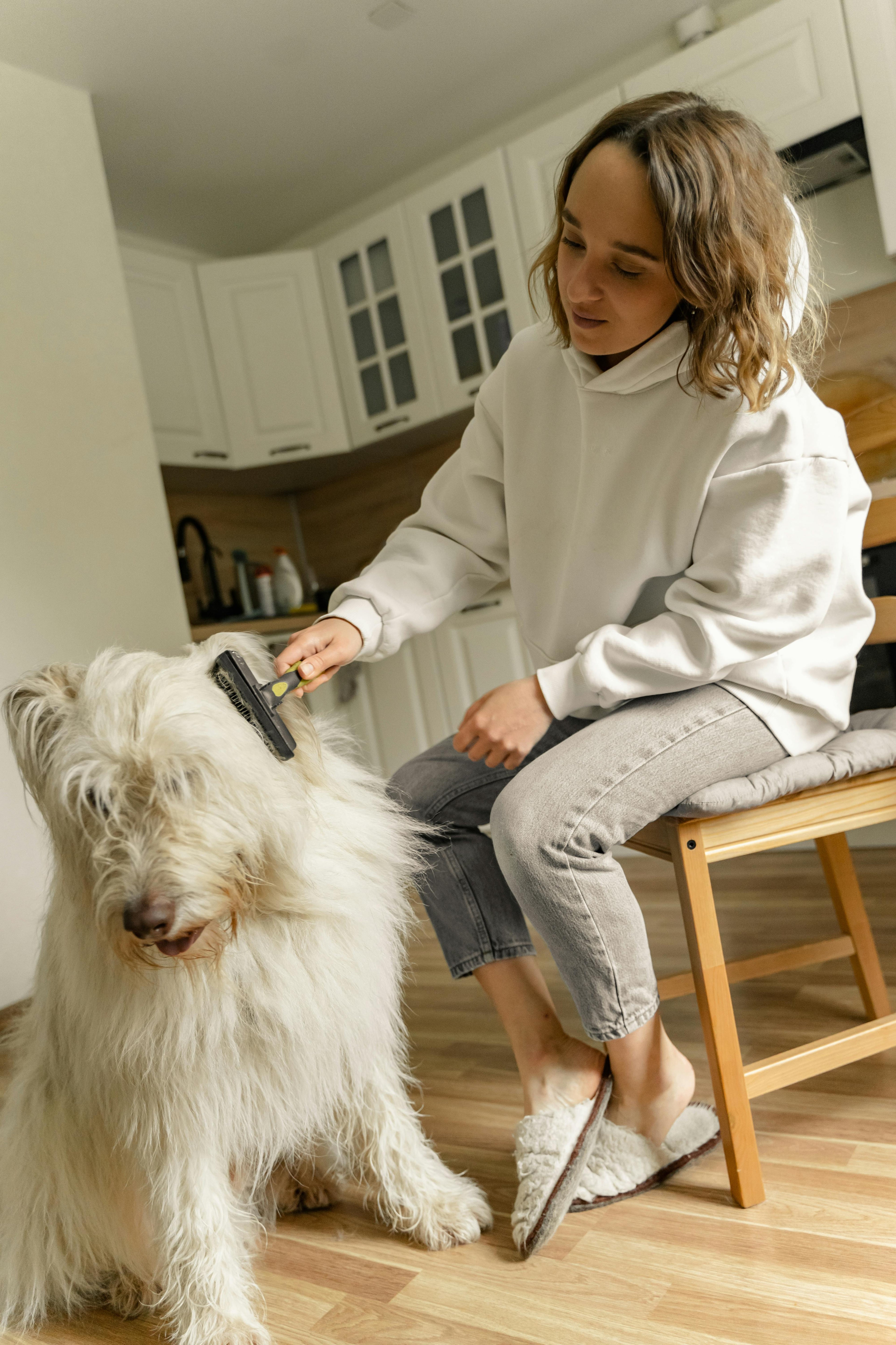 Dog being brushed with a slicker brush, keeping its coat clean, healthy, and tangle-free.