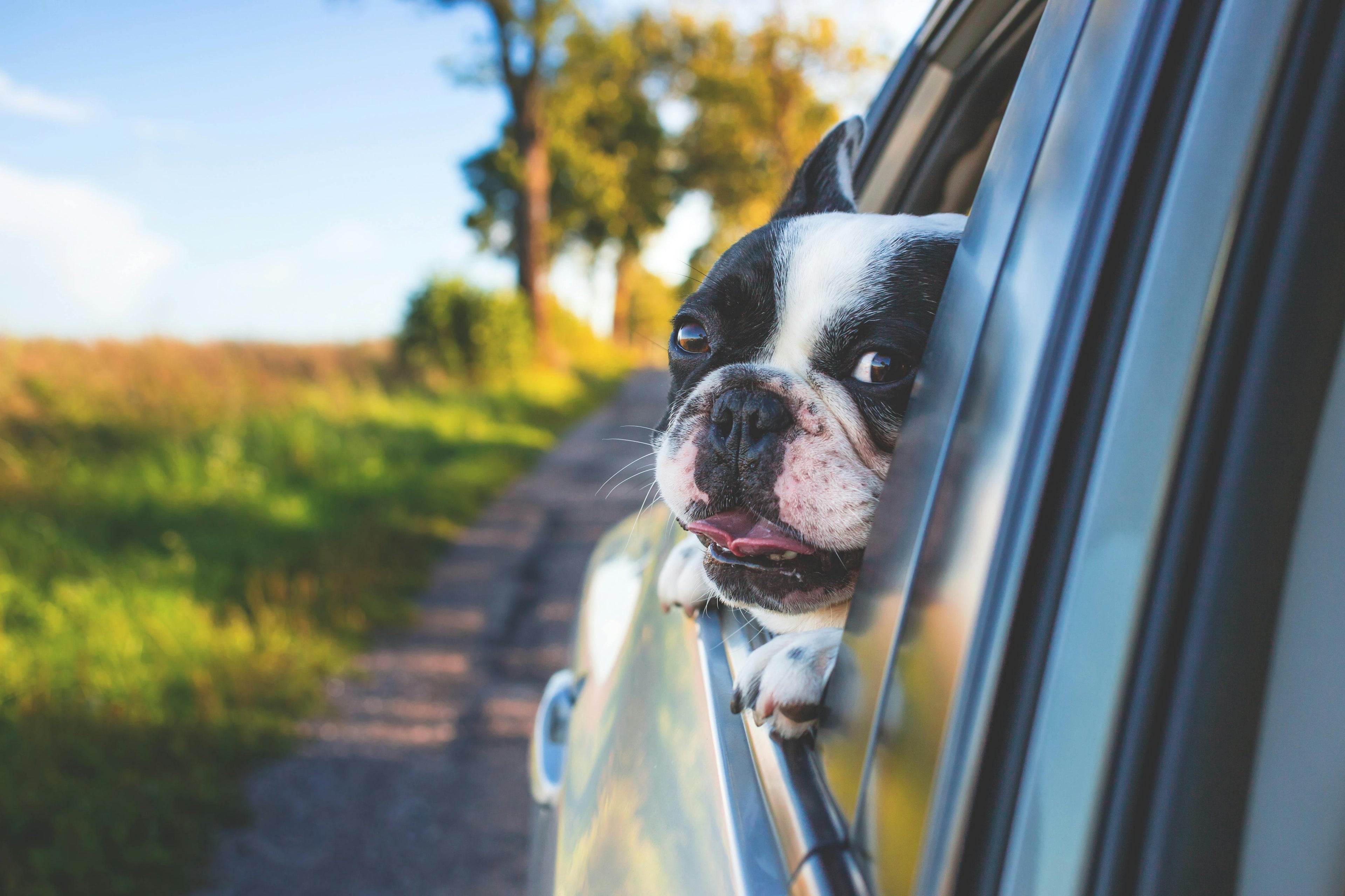 Traveling with Pets: Air & Road Tips - Franklin's Pet Boutique