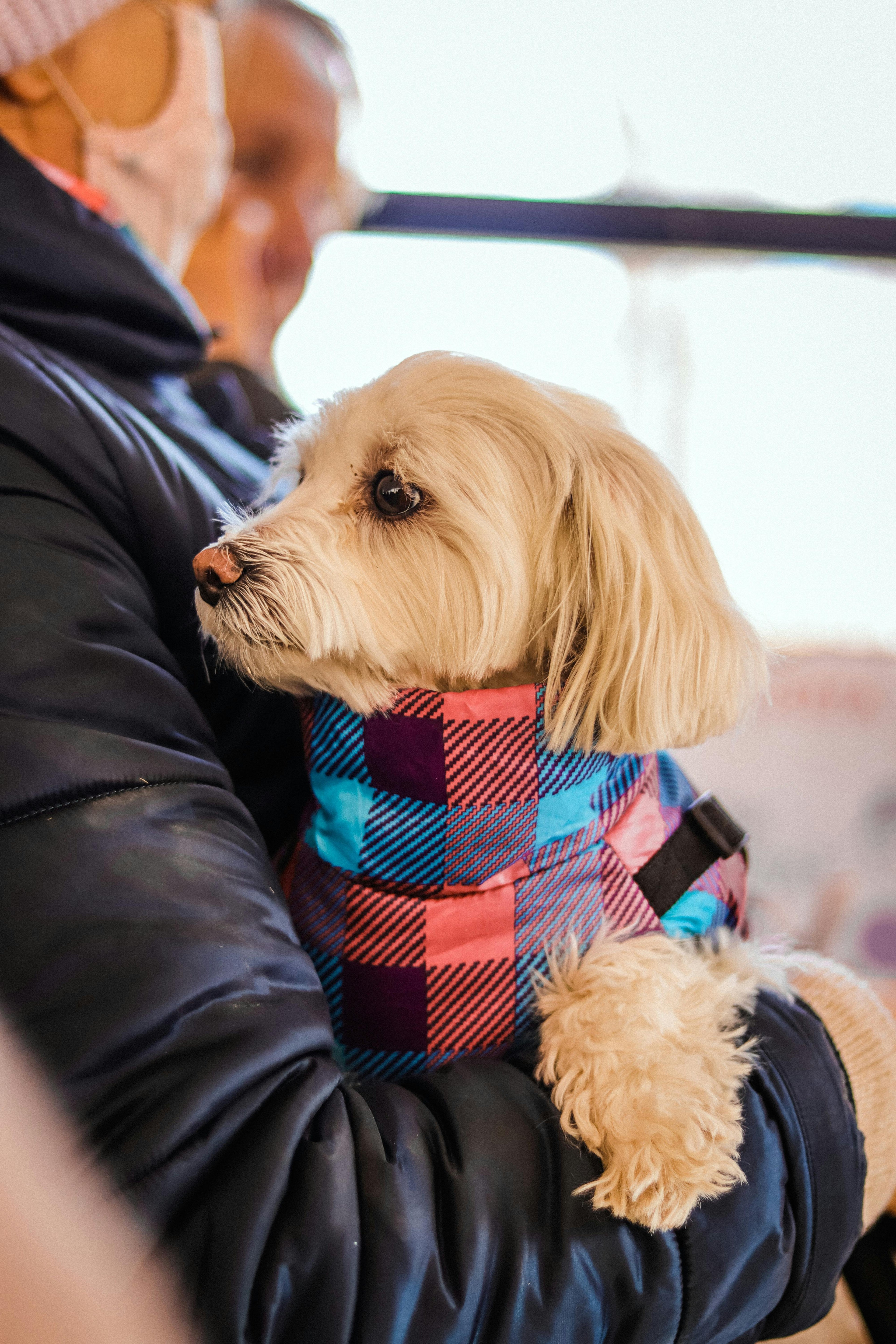 Winter Pet Care Tips for First-Time Owners - Franklin's Pet Boutique