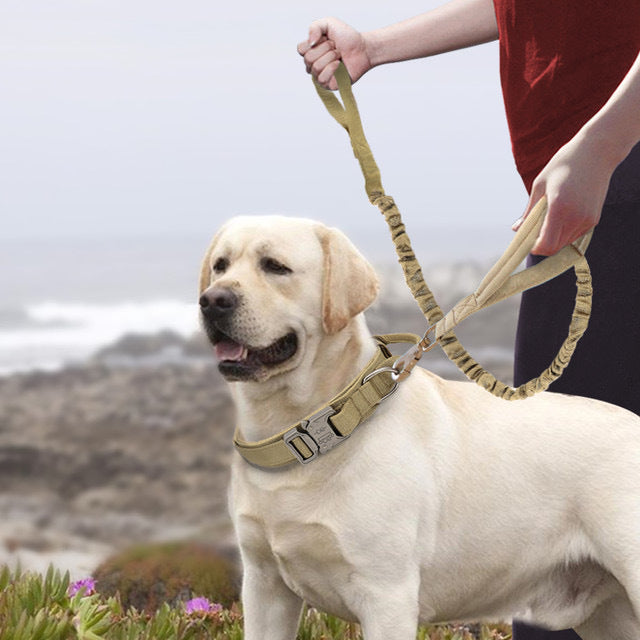 Heavy-Duty Nylon Collars for Medium and Large Dogs