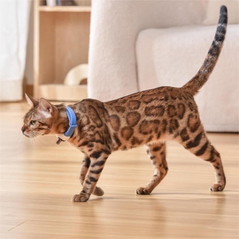 Pet Cat Toy Laser Collar - Franklin's Pet Boutique