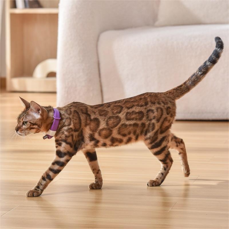 Pet Cat Toy Laser Collar - Franklin's Pet Boutique